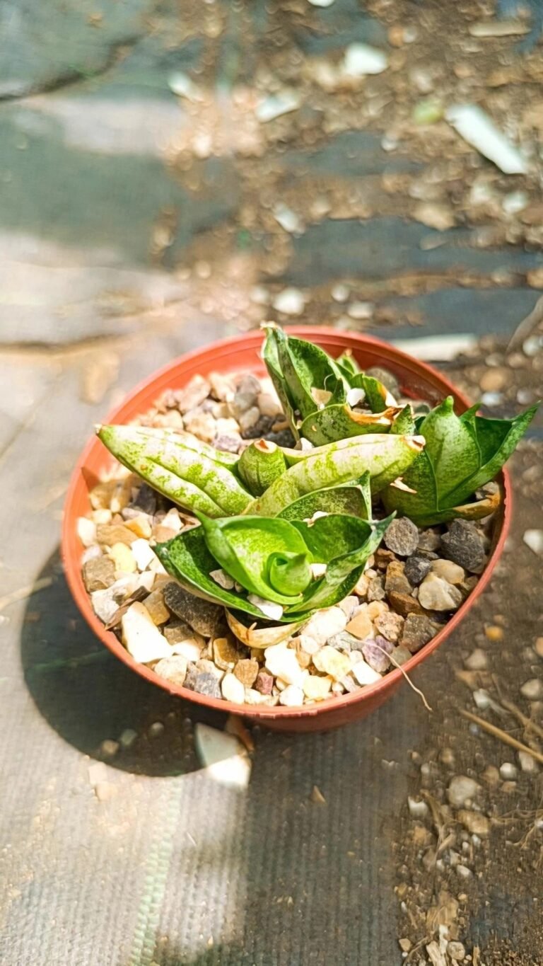 Siracactus-Succulente-Sansevieria-cylindropuntia-CV-mini.jpg