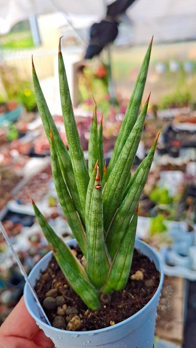 Siracactus-Succulente-Sansevieria-francisii-1-1.jpg