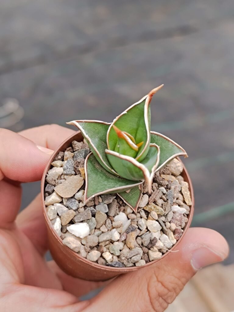 Siracactus-Succulente-Sansevieria-pinguicula.jpg