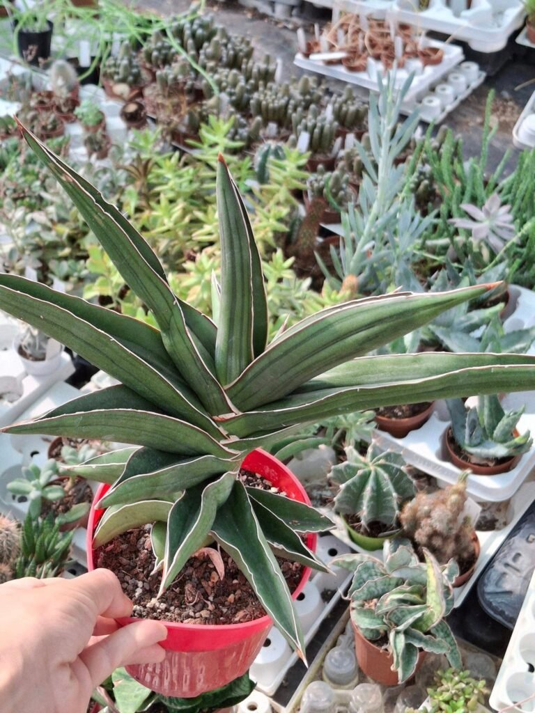 Siracactus-Succulente-Sansevieria-samurai.jpg