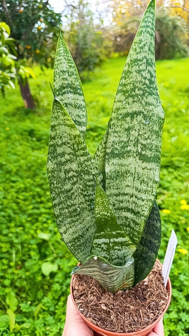 Siracactus-Succulente-Sansevieria-superba-robusta.jpg