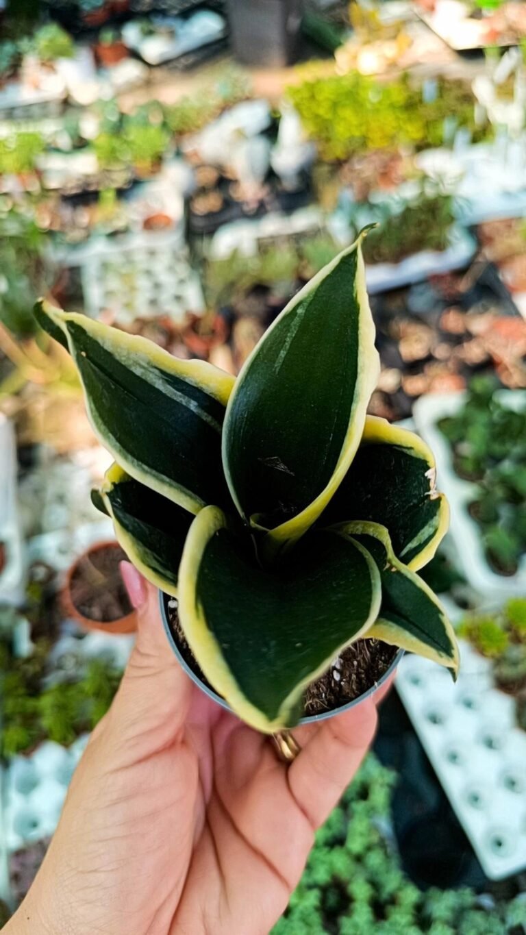 Siracactus-Succulente-Sansevieria-trifasciata-pagoda-hahnii.jpg