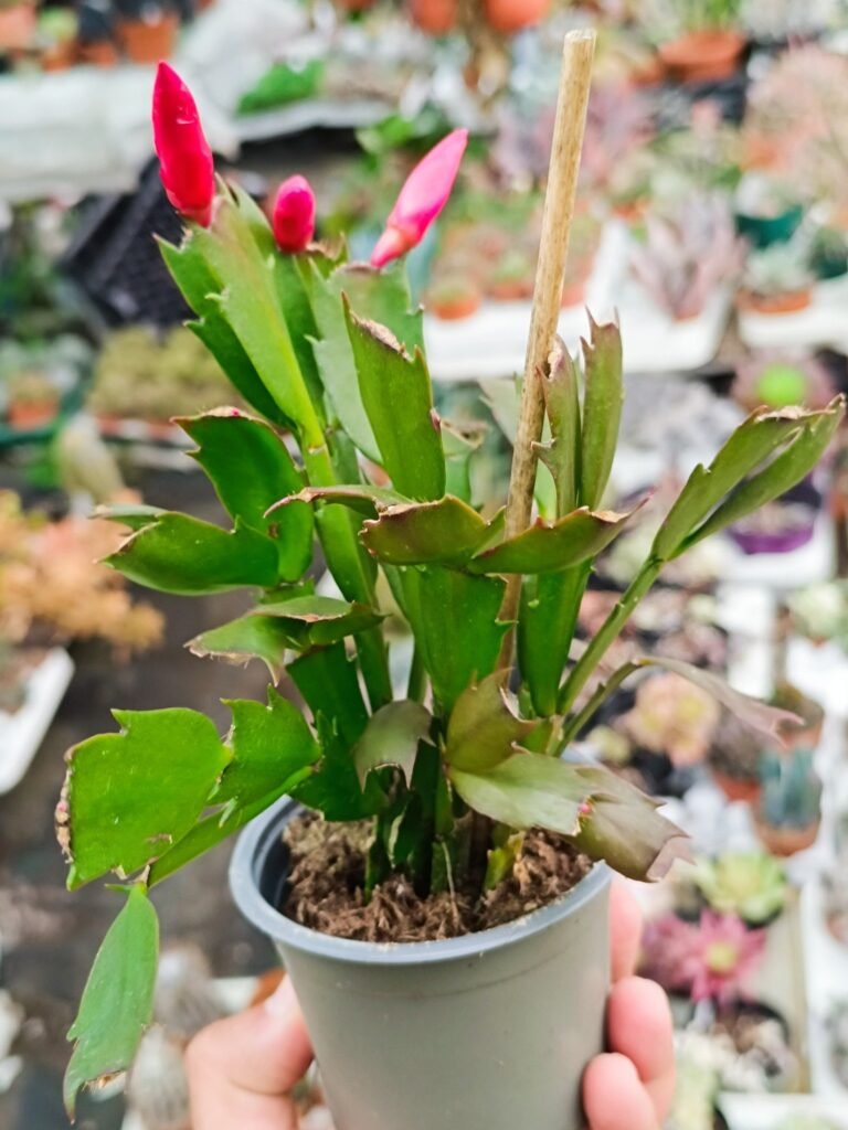 Siracactus-Succulente-Schlumbergera-Hybrid-Olivia-dark.jpg