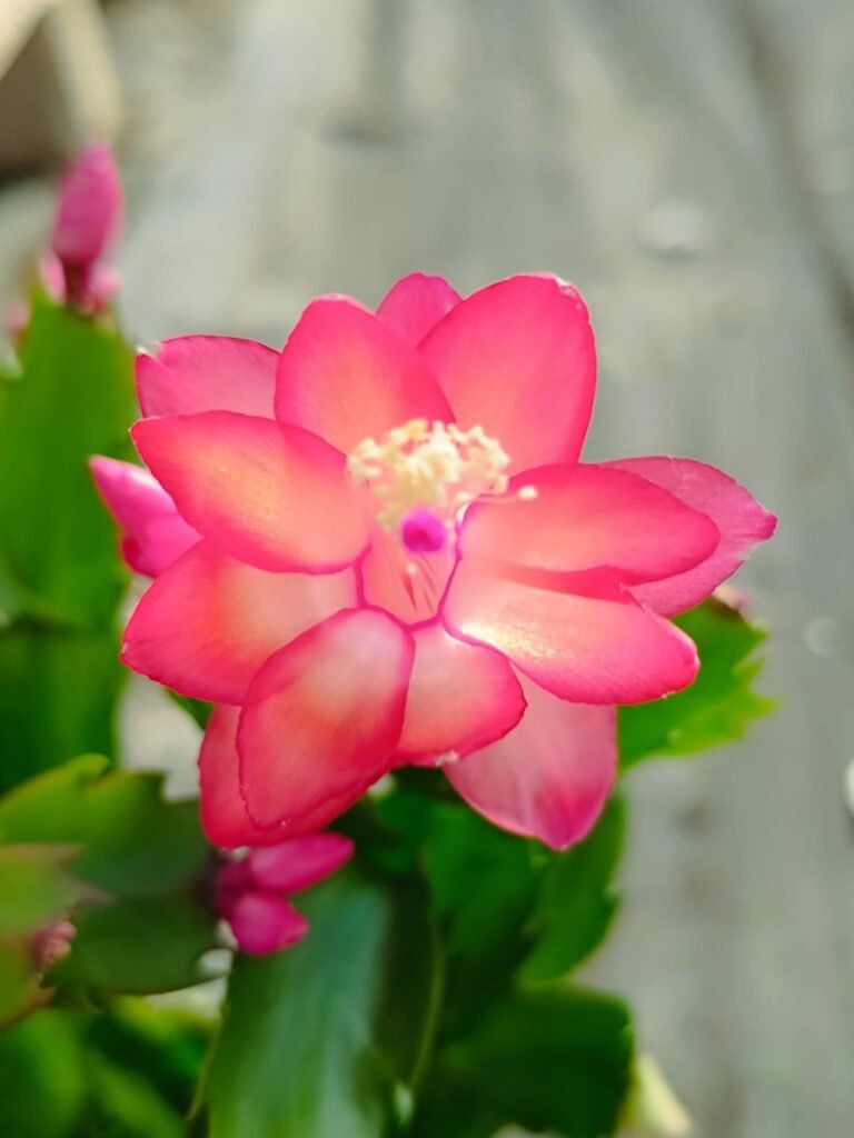 Siracactus-Succulente-Schlumbergera-hybrid.jpg