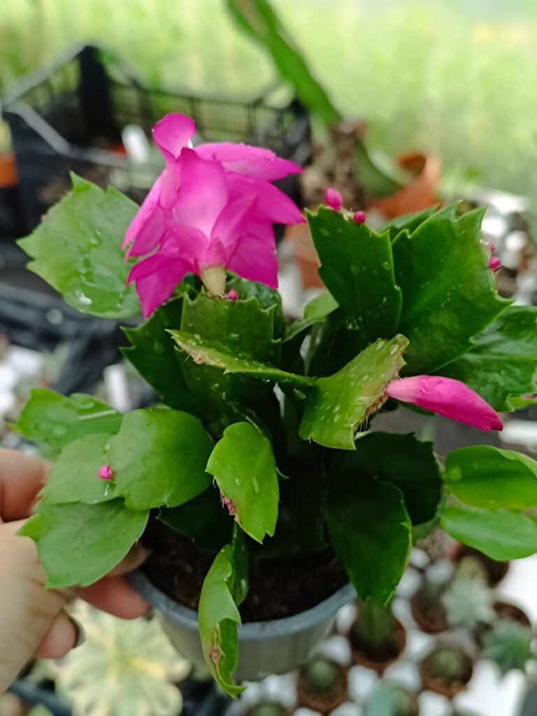 Siracactus-Succulente-Schlumbergera-hybrid-Thor-Sharon.jpg