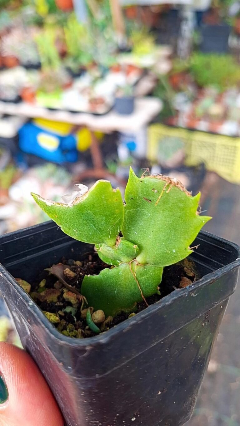 Siracactus-Succulente-Schlumbergera-hybrid-Thor-freya.jpg