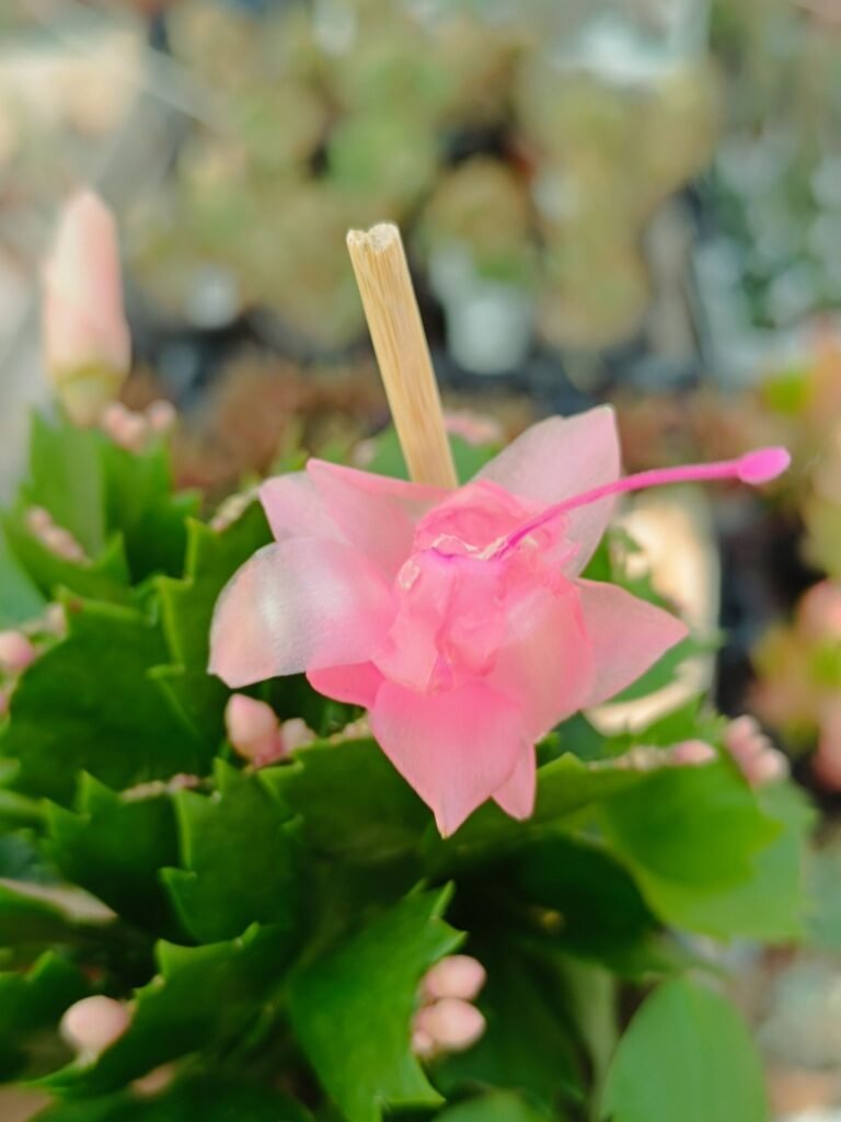Siracactus-Succulente-Schlumbergera-hybrid-Thor-sophia.jpg