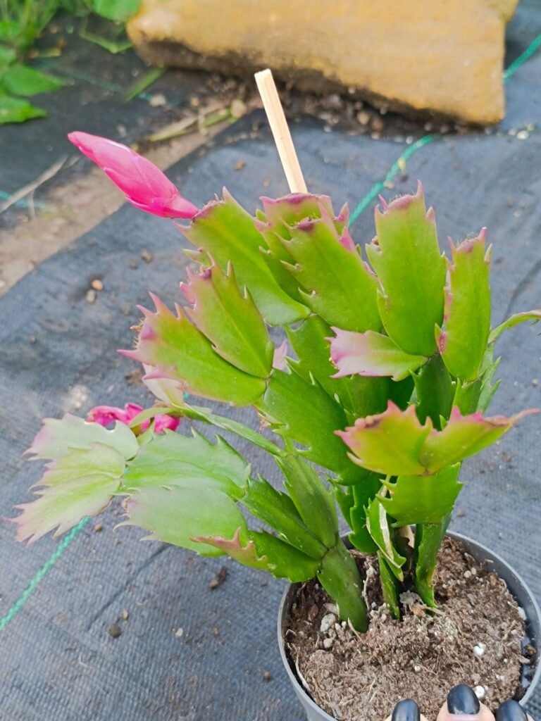 Siracactus-Succulente-Schlumbergera-hybrid-Thor-zaraika.jpg