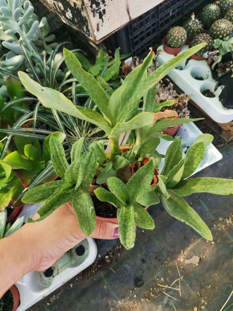 Siracactus-Succulente-Scilla-marmorata.jpg