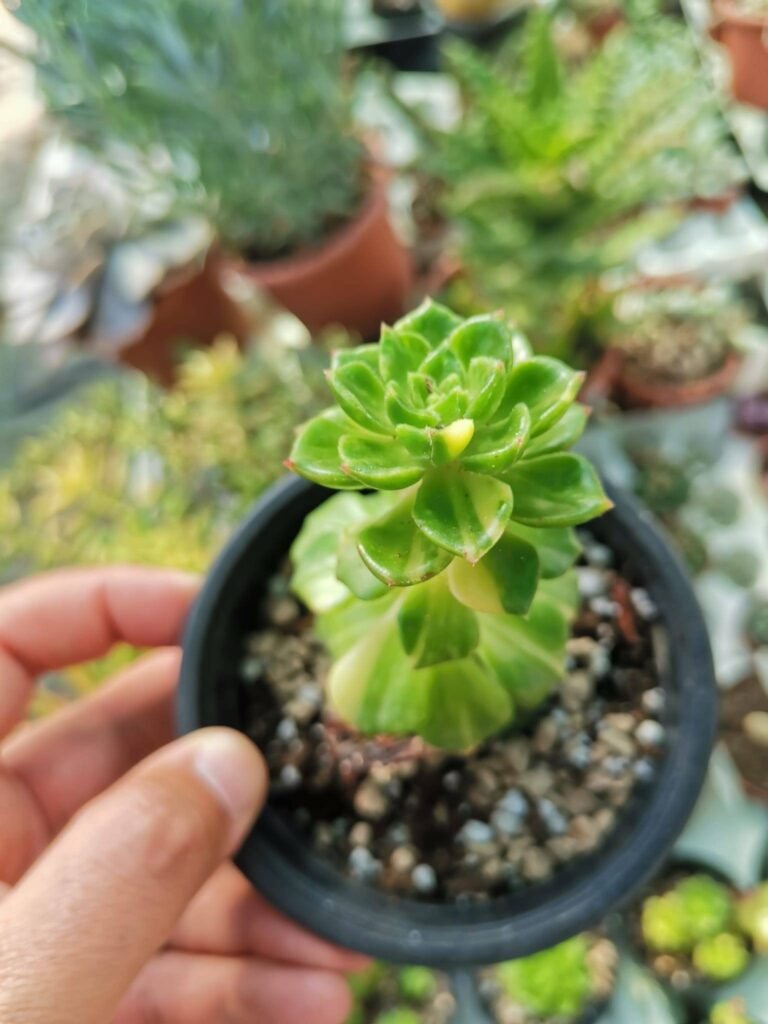 Siracactus-Succulente-Sedeveria-letizia-variegata-1.jpg