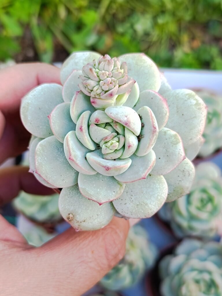 Siracactus-Succulente-Sedeveria-pudgy.jpg