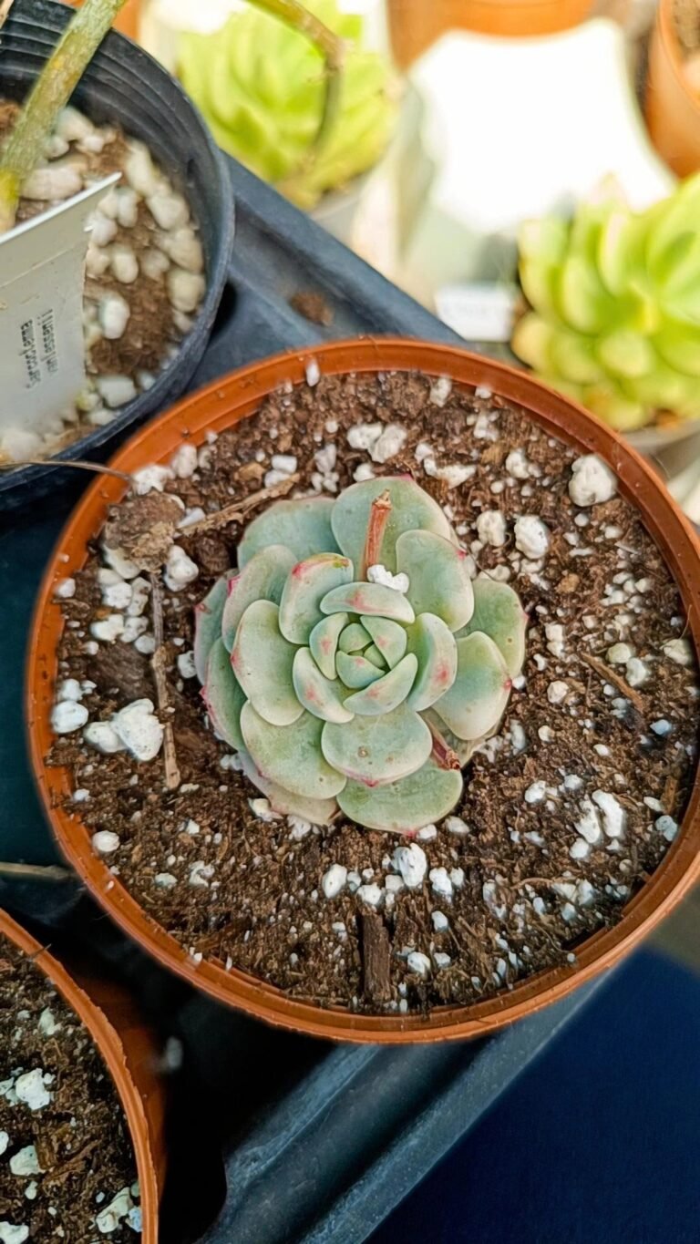 Siracactus-Succulente-Sedeveria-pudgy-variegata-korean.jpg