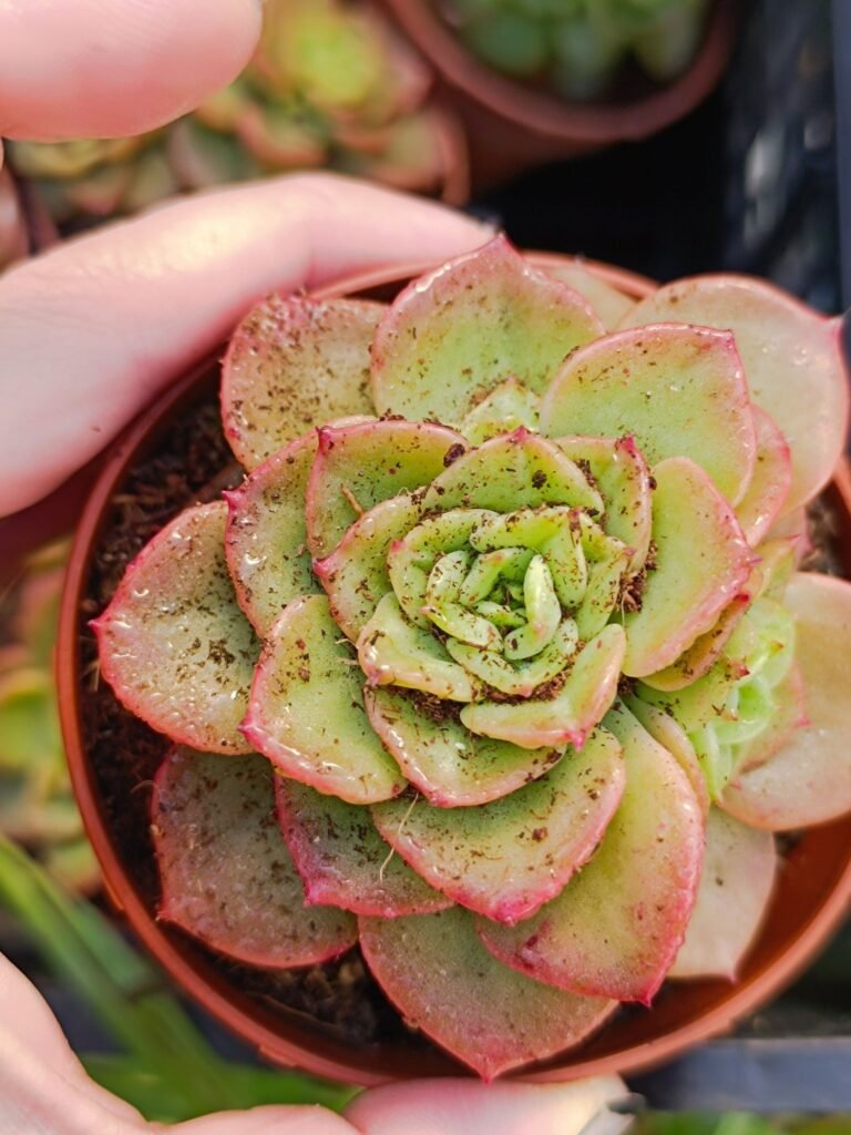 Siracactus-Succulente-Sedeveria-rolly-2.jpg