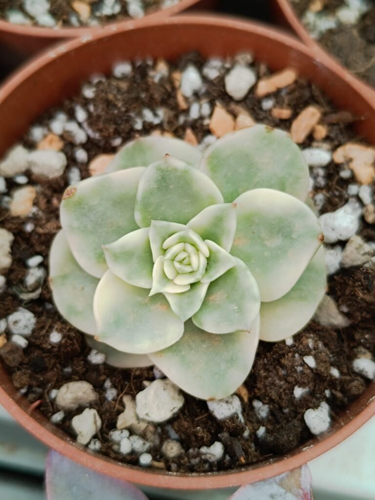 Siracactus-Succulente-Sedeveria-rolly-variegata-korean.jpg