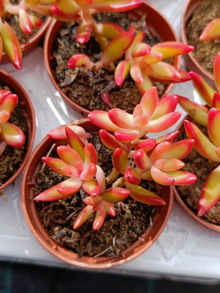Siracactus-Succulente-Sedum-adolphii-firestorm.jpg