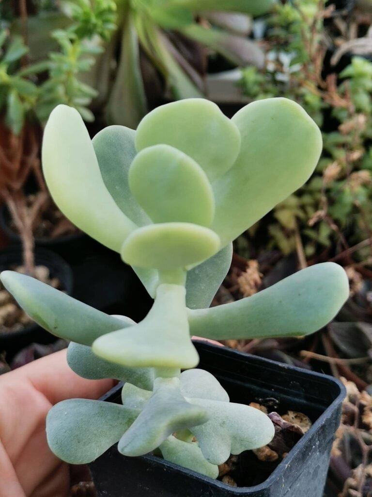 Siracactus-Succulente-Sedum-allantoides.jpg