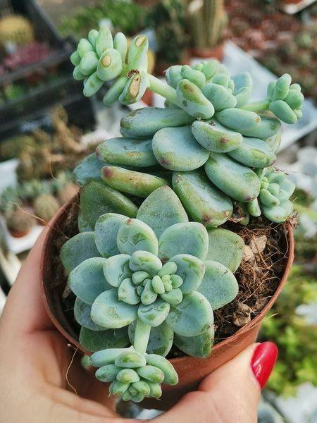 Siracactus-Succulente-Sedum-clavatum-accestita.jpg