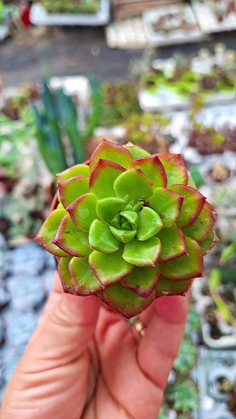 Siracactus-Succulente-Sedum-cuspidatum-1.jpg