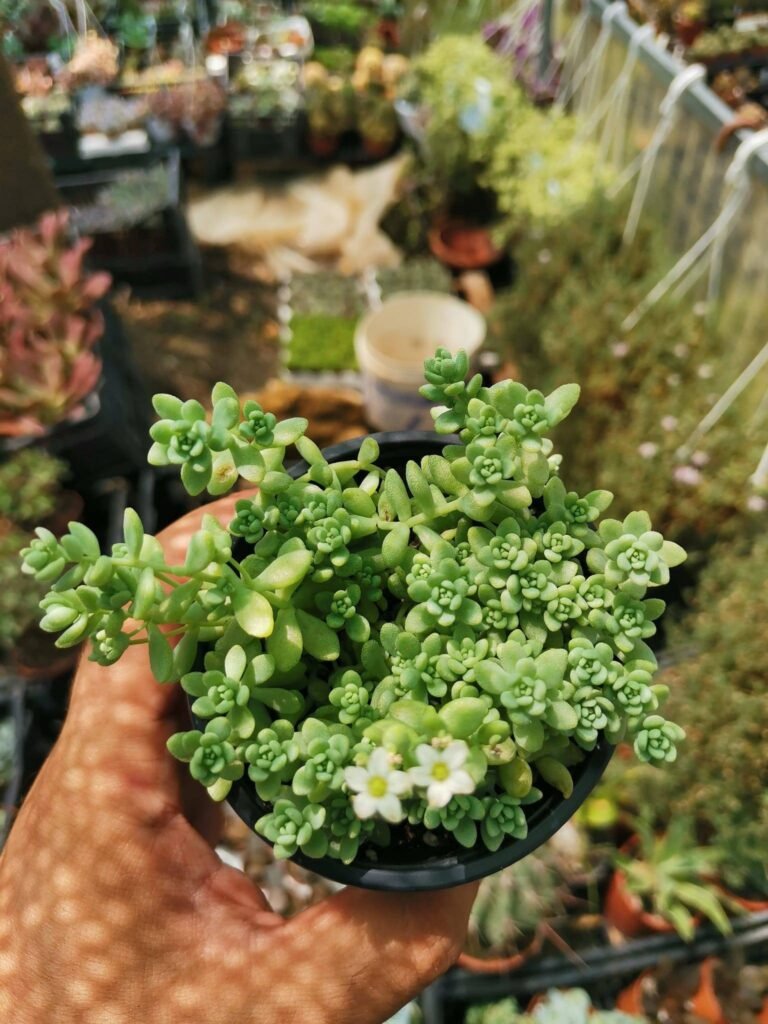 Siracactus-Succulente-Sedum-dasyphyllum.jpg
