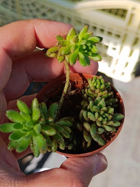 Siracactus-Succulente-Sedum-hirsutum.jpg