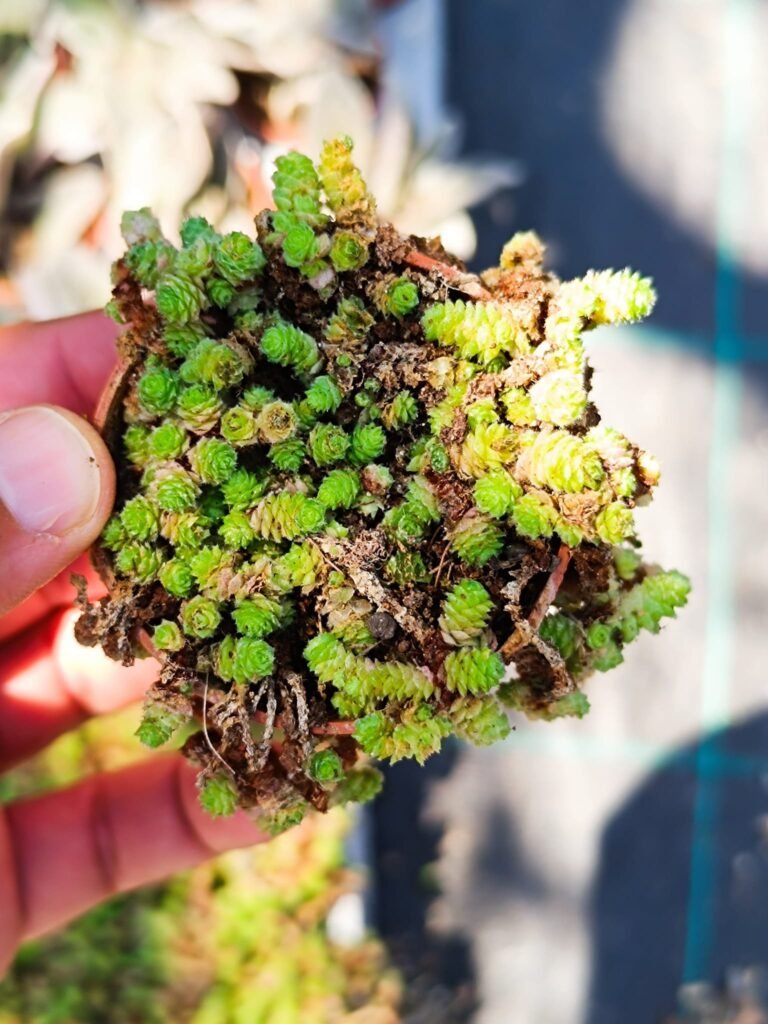 Siracactus-Succulente-Sedum-humifusum-2.jpg