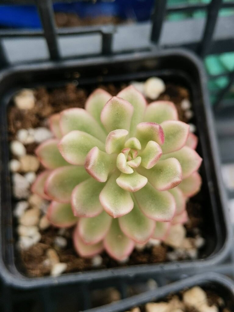 Siracactus-Succulente-Sedum-joyce-tulloch-variegata-1.jpg