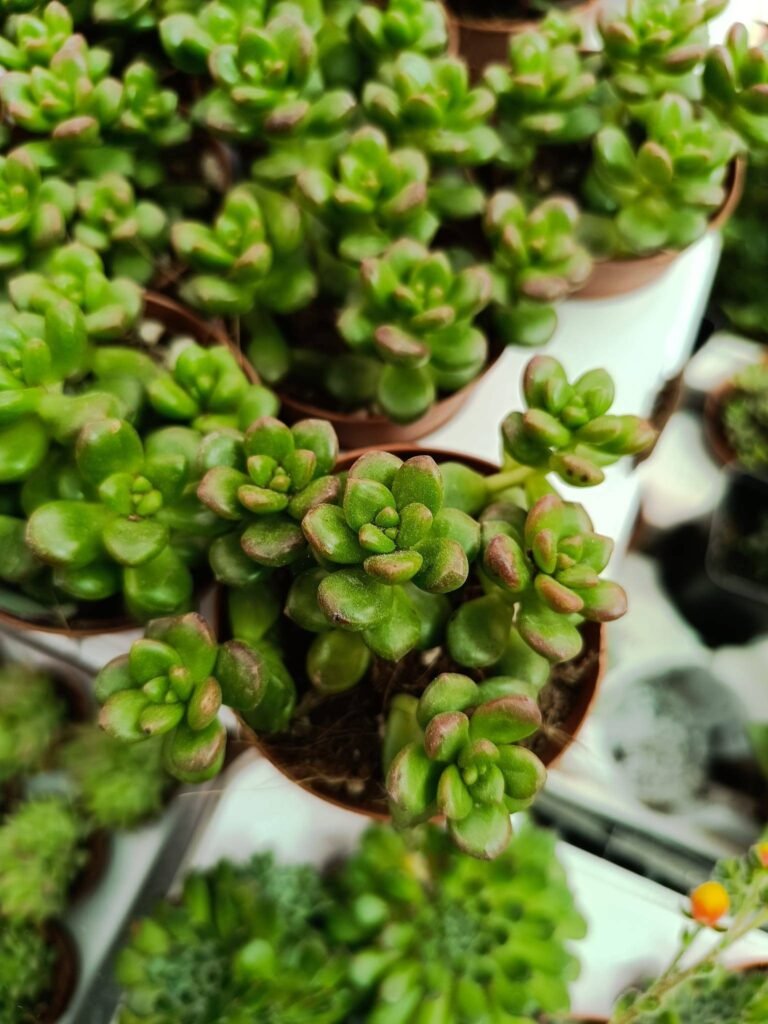 Siracactus-Succulente-Sedum-lucidum-obesum.jpg