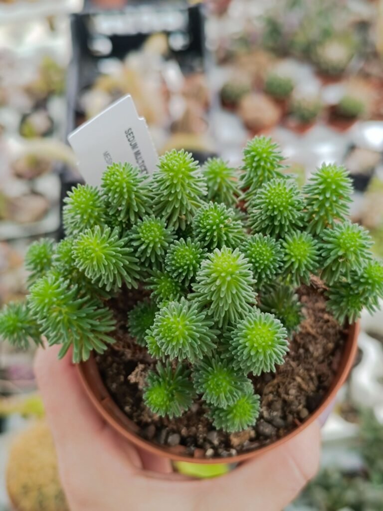 Siracactus-Succulente-Sedum-multiceps.jpg