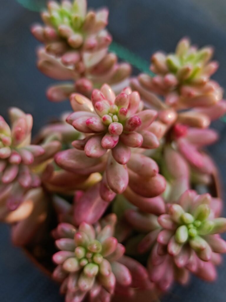 Siracactus-Succulente-Sedum-rubrotinctum-aurora-variegata.jpg