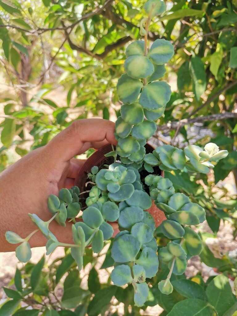 Siracactus-Succulente-Sedum-sieboldii-variegata-2-2.jpg