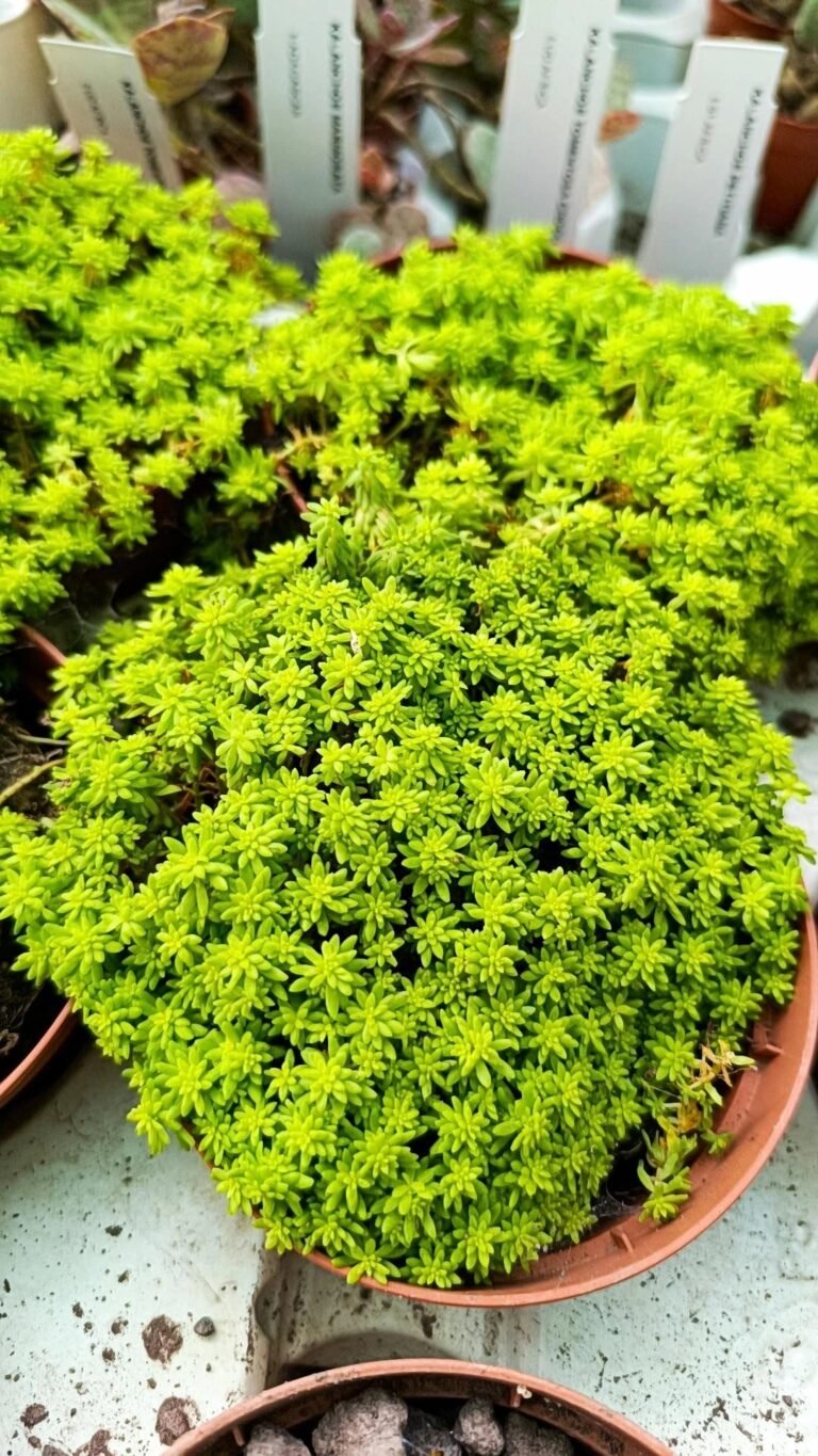 Siracactus-Succulente-Sedum-tokyo-sun.jpg
