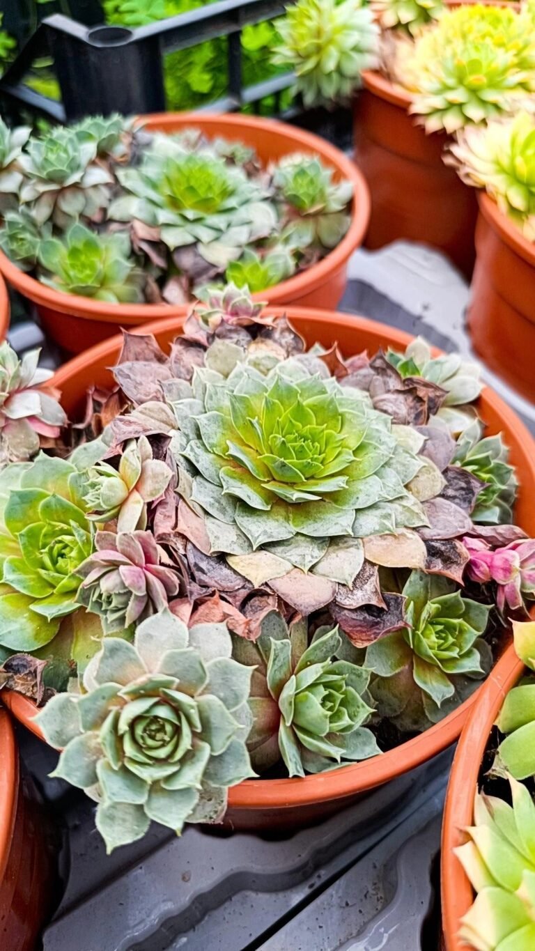 Siracactus-Succulente-Sempervivum.jpg