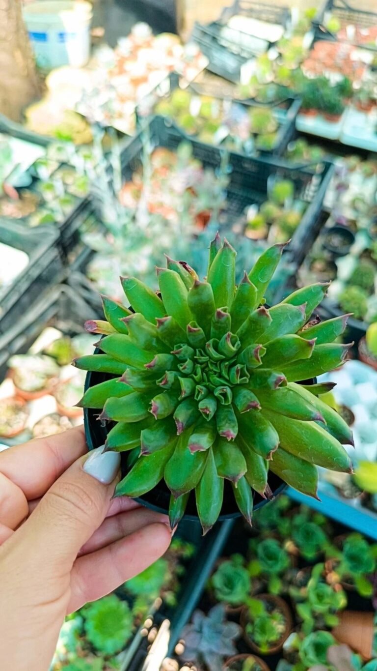 Siracactus-Succulente-Sempervivum-oddity.jpg