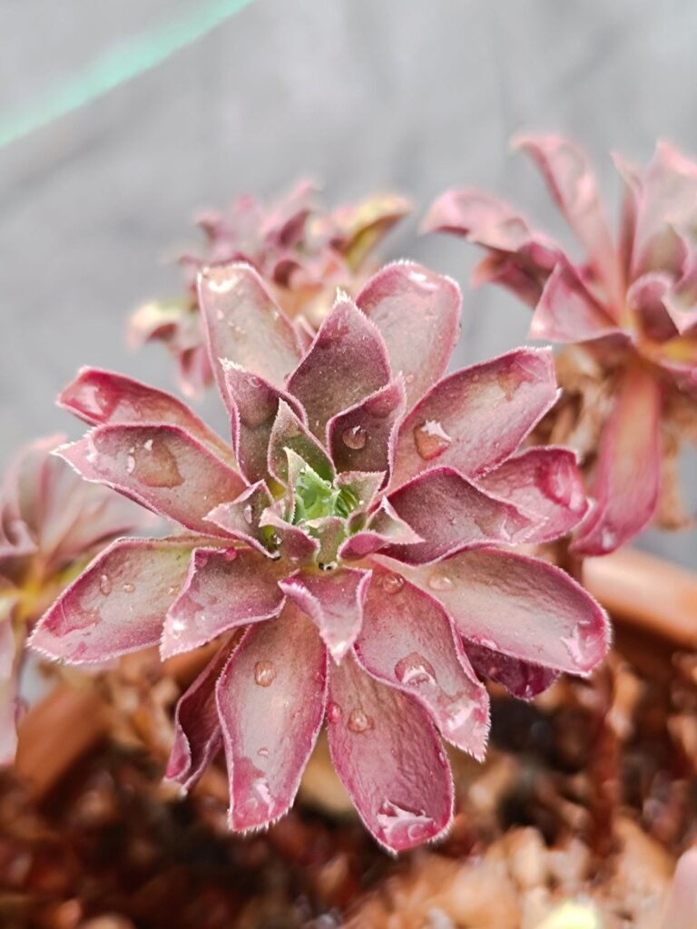 Siracactus-Succulente-Semponium-SP-accestita.jpg