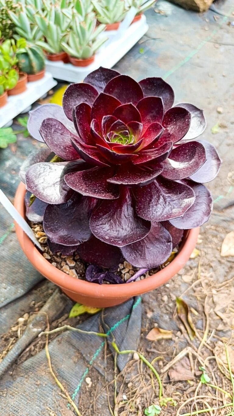 Siracactus-Succulente-Semponium-destiny.jpg