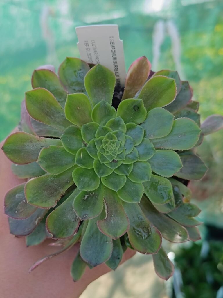 Siracactus-Succulente-Semponium-surreal-sienna-2.jpg