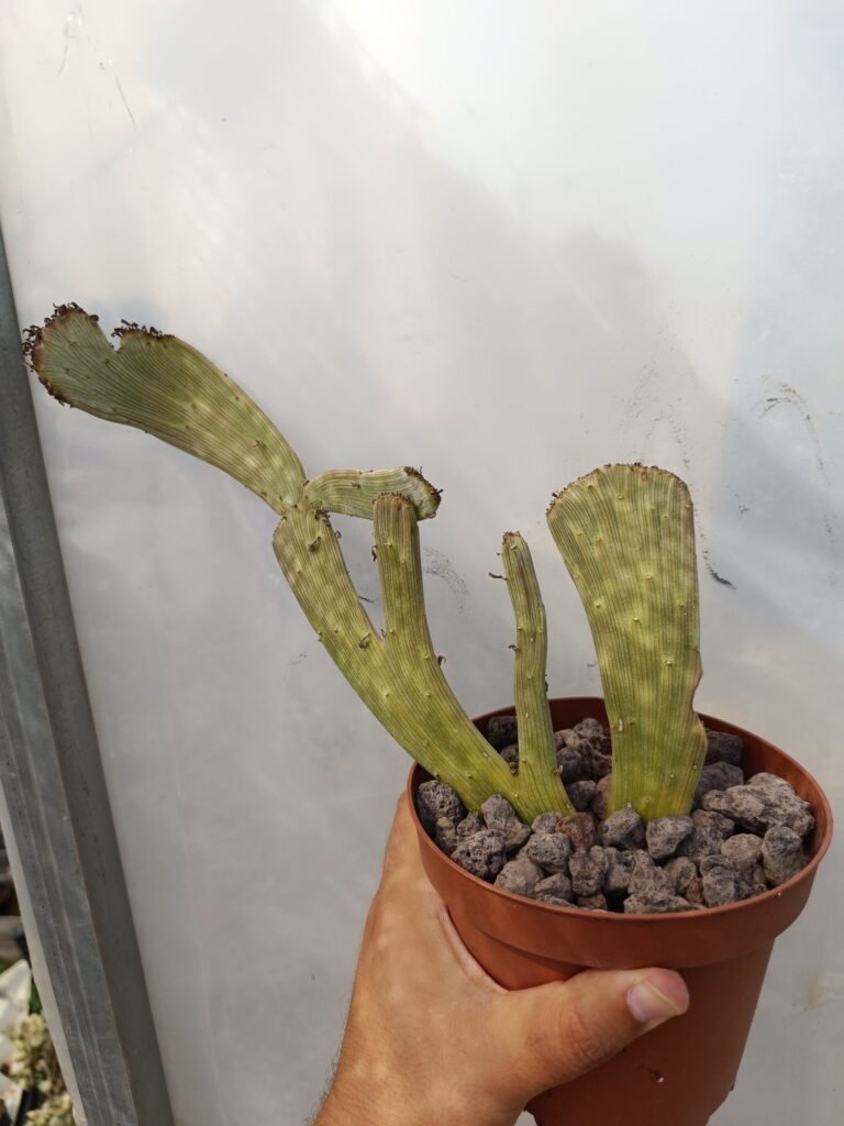 Siracactus-Succulente-Senecio-anteuphorbium-crestato.jpg