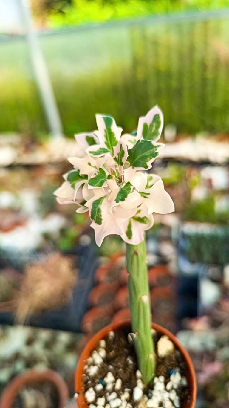 Siracactus-Succulente-Senecio-articulatus-Variegata.jpg