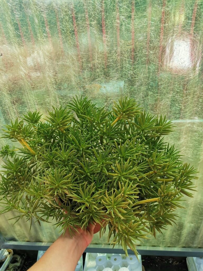 Siracactus-Succulente-Senecio-barbetonicus-Himalaya-6.jpg