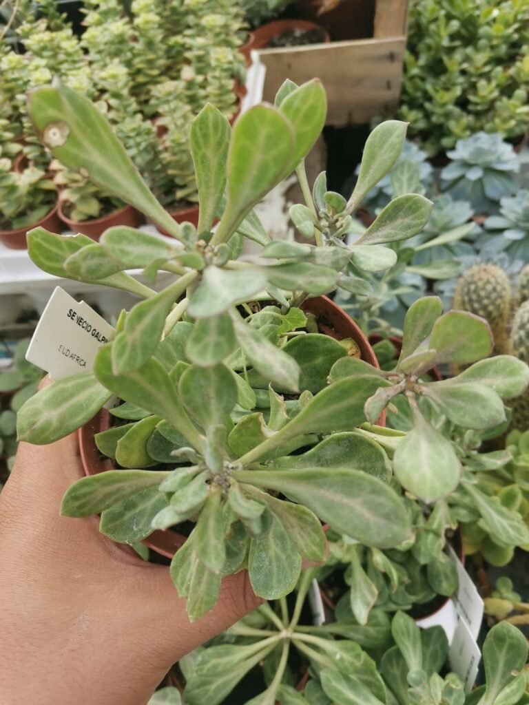 Siracactus-Succulente-Senecio-galpinii-variegata-2.jpg