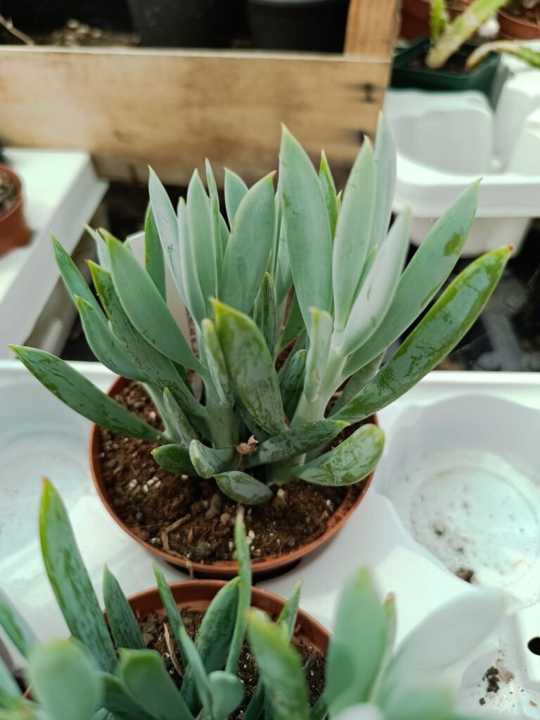 Siracactus-Succulente-Senecio-mandraliscae-Blue-marine.jpg
