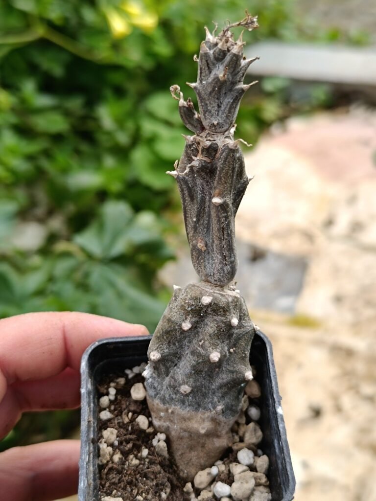 Siracactus-Succulente-Senecio-mweroensis-subs.-Saginatus.jpg