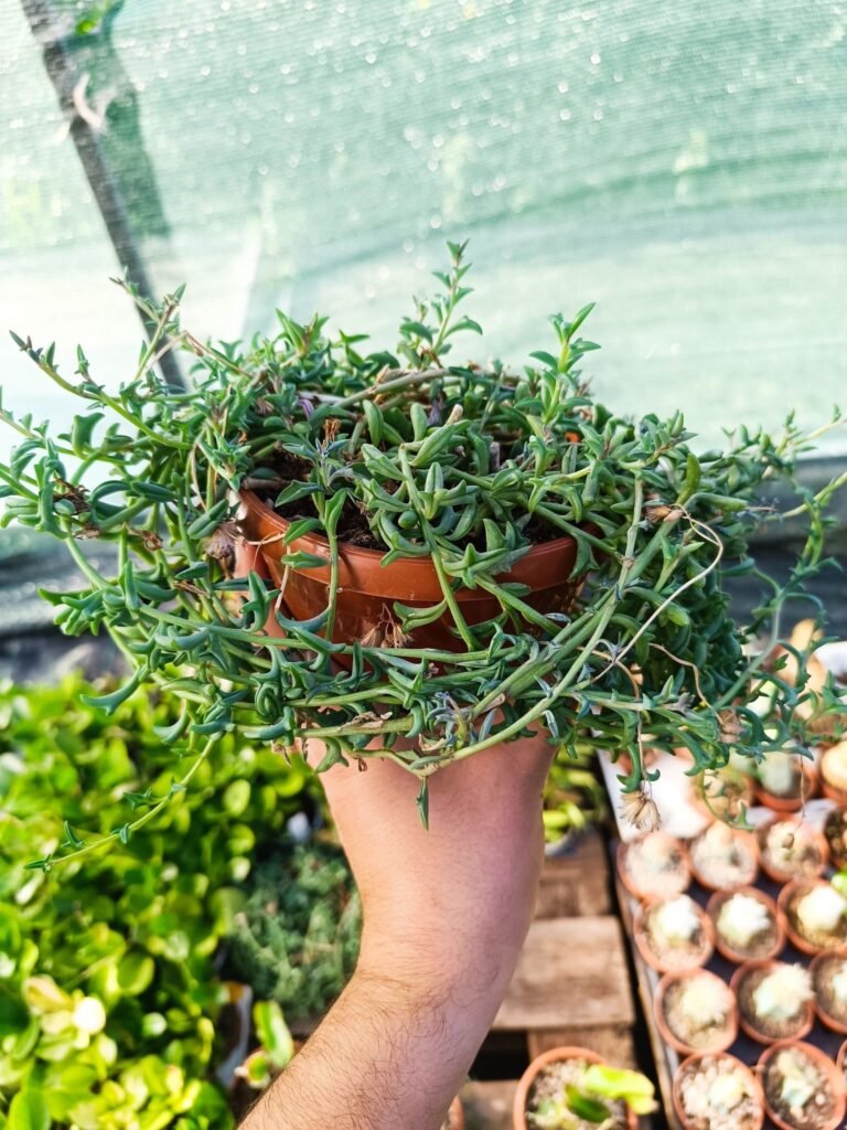 Siracactus-Succulente-Senecio-peregrinus-o-pianta-del-delfino-4.jpg