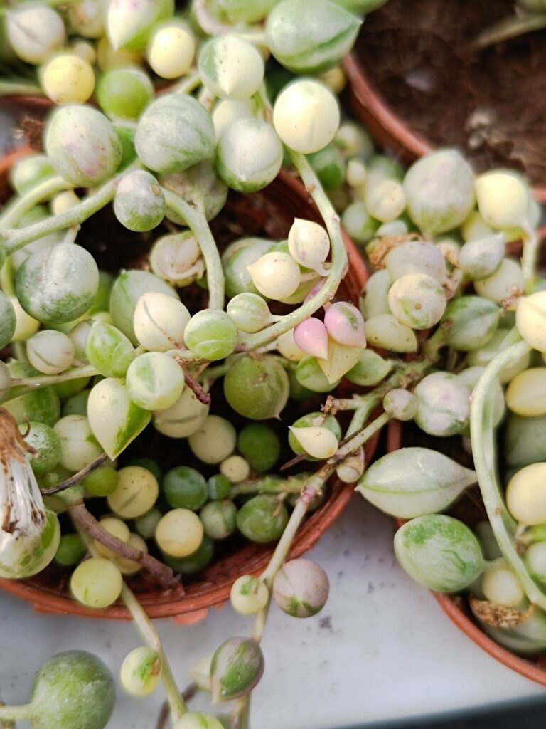Siracactus-Succulente-Senecio-rowleyanus-variegata.jpg