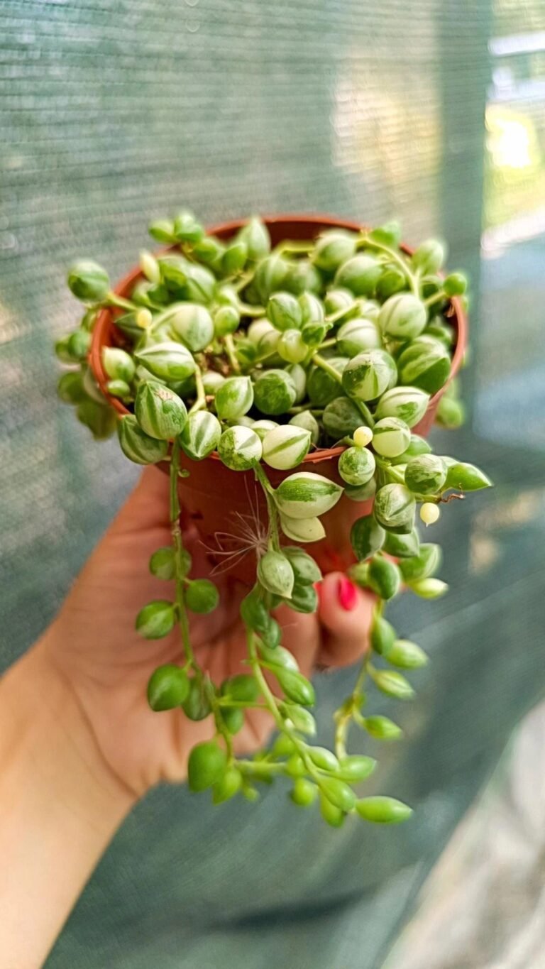Siracactus-Succulente-Senecio-rowleyanus-variegato.jpg