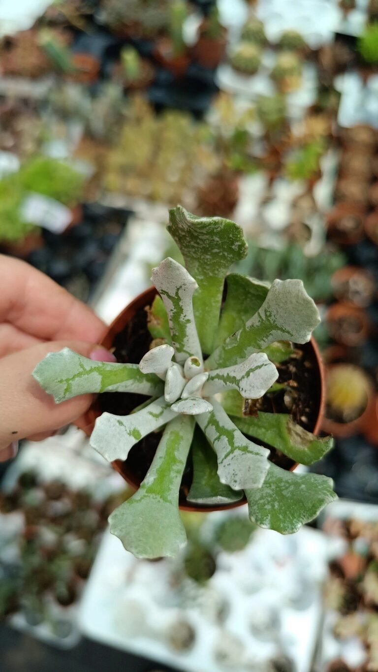 Siracactus-Succulente-Senecio-scaposus-v-addoensis.jpg