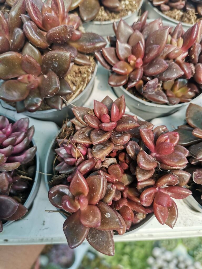 Siracactus-Succulente-Sinocrassula-lenopetalum.jpg