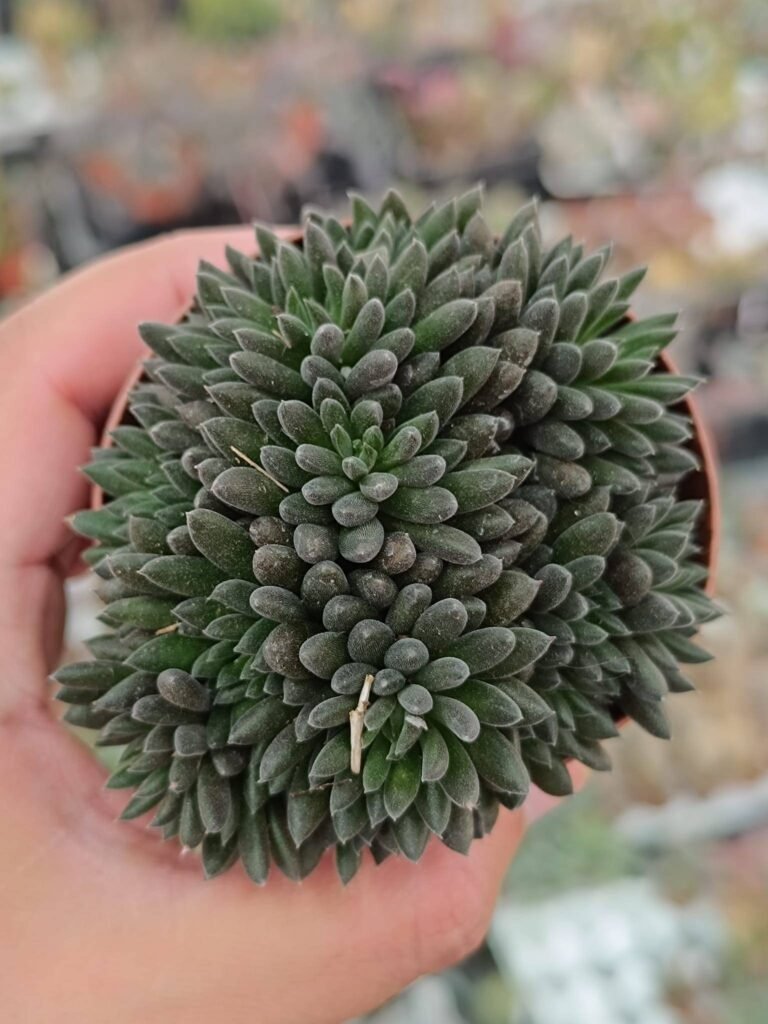 Siracactus-Succulente-Sinocrassula-yunnanensis.jpg