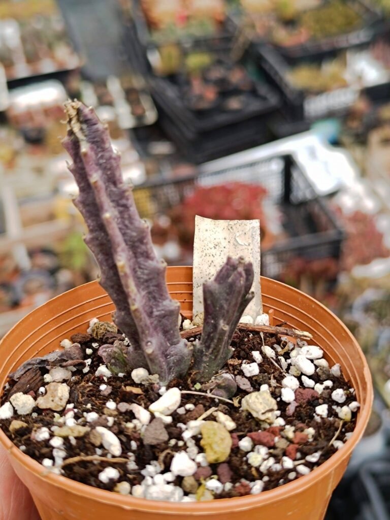 Siracactus-Succulente-Stapelia-cedrimontana-2-1.jpg