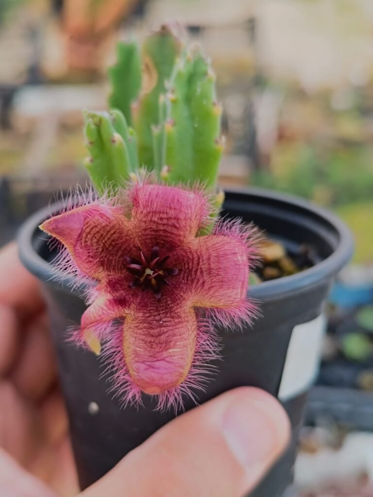 Siracactus-Succulente-Stapelia-grandiflora-1.jpg